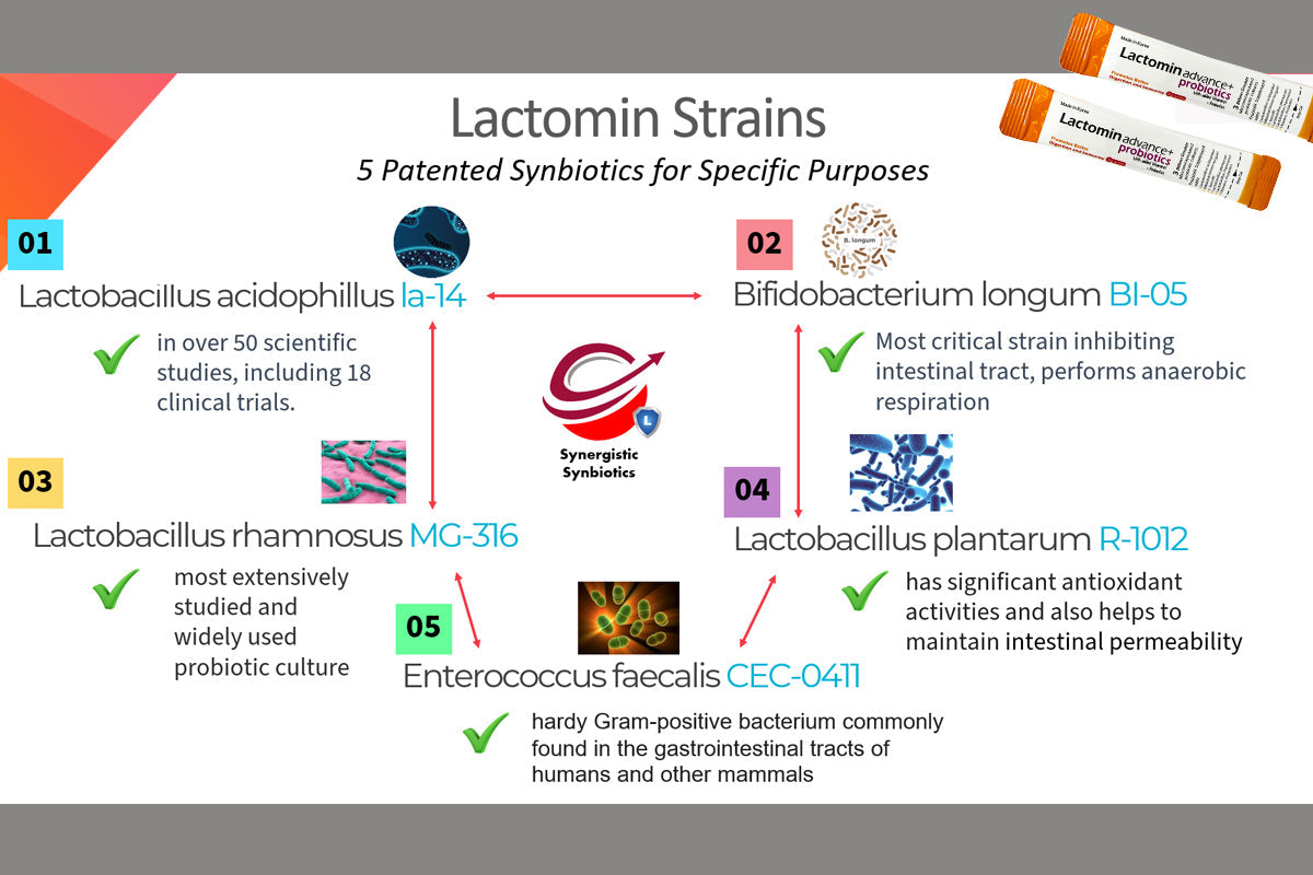 The Synergistic Strains of Lactomin